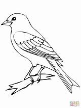 Canary Coloring Pages Bird Getcolorings Perched sketch template