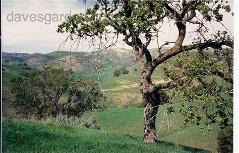 plantfiles pictures valley oak california white oak swamp oak roble