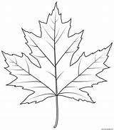 Maple sketch template
