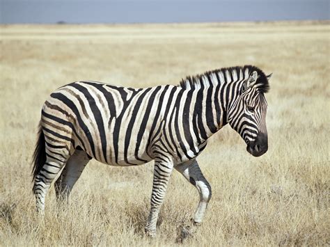 fileburchells zebra etoshajpg wikimedia commons