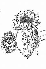 Prickly Opuntia Heacock Flora 1913 Britton Courtesy sketch template