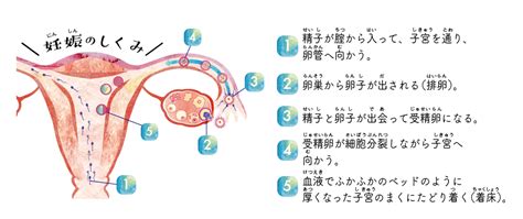 赤ちゃんはどうやってできるの？ もっと知ってほしいがんと生活のこと