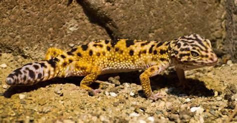 gecko skin  sticky   discovery blog discovery