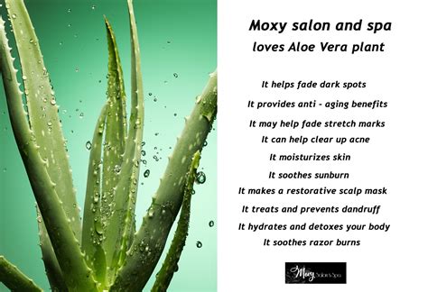 moxy salon spa aloe vera plant   considered  facebook