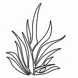 Grass Mewarna Serai Seaweed Daun Clipartmag Outlines Colorluna Lemon sketch template