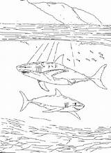 Zeedieren Kleurplaat Kleurplaten Malvorlagen Haai Mewarnai Hewan Laut Binatang Meerestier Bergerak Animierte Animaatjes Malvorlage Hai Tiere Kleurplatenwereld Marini Kleuren Haie sketch template