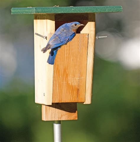 sparrow resistant wooden bluebird house birdhouse  native birds ravenox