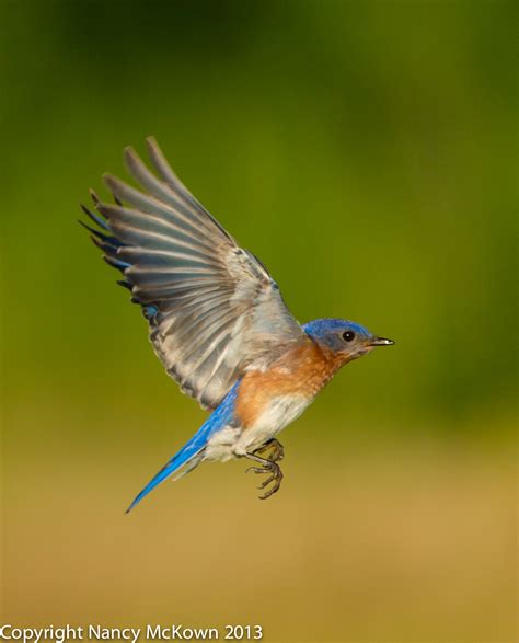 photographing bluebirds   nancybirdphotographycom