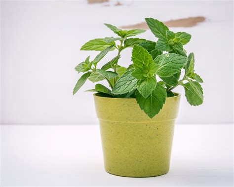 great herbs  grow  pots