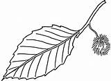 Leaf Leaves Outline Tree Beech Line Drawing Tattoo Clker Plant sketch template