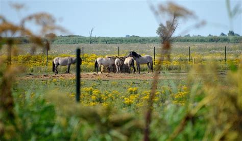 konikpaarden ovp krijgen geen wettelijk vereiste beschutting animals today