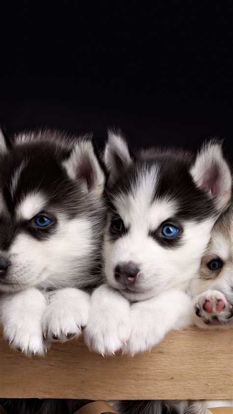 wallpaper husky puppy cute animals  animals