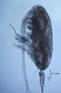 Afbeeldingsresultaten voor "Ctenocalanus Heronae". Grootte: 122 x 185. Bron: sio-legacy.ucsd.edu