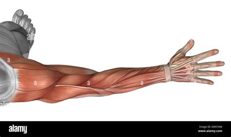 arm anatomy muscle