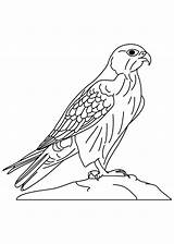 Falcon Coloring Bird Pages Wild Peregrine Netart Getcolorings sketch template