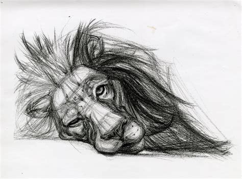 candace giancanelli animal drawings pencil sketches  animals cool