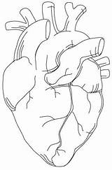 Heart Coloring Anatomical Getdrawings sketch template