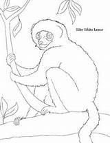 Coloring Sheets Primate Endangered Species Preview sketch template