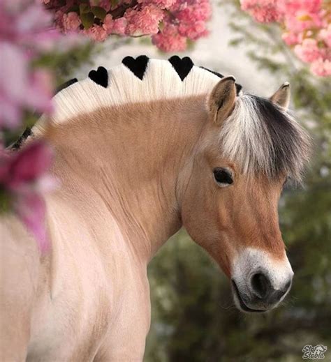 pin  melissaski  heste cute horses animals beautiful cute horse pictures