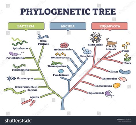 phylogenetic tree phylogeny evolutionary classification outline stock