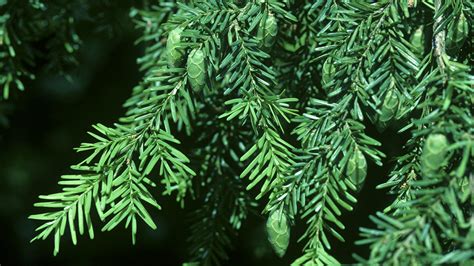 identify western hemlock sarpo