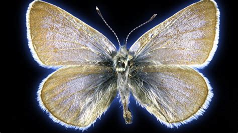 Butterfly Research Reveals Genetic Sharing From Hybridization