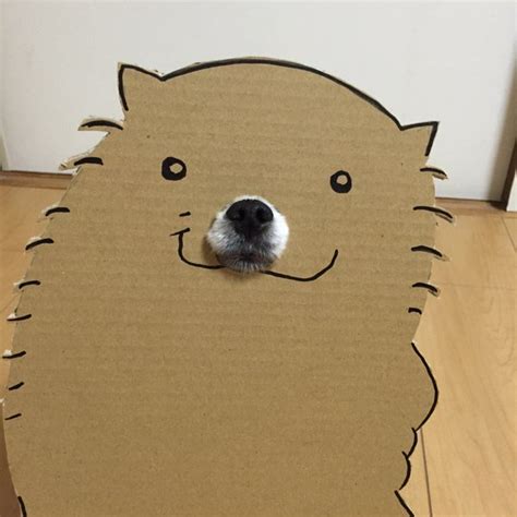 cardboard dog     appears    pics