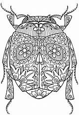 Zentangle Insect Bug Beetle Adults Coloriage Malen Muster Mandala Insekten Käfer Bumblebee Kleuren Lyon Adultes Skarabäus 1602 Insectes Gestalten Bee sketch template