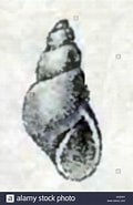 Afbeeldingsresultaten voor "ondina Diaphana". Grootte: 120 x 185. Bron: www.alamy.com