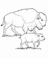 Bison Buffalo Coloring Pages Animals Wild Drawing American Baby Animal Native North Calf Printable Mother Wildlife Teepee America Clipart Colouring sketch template