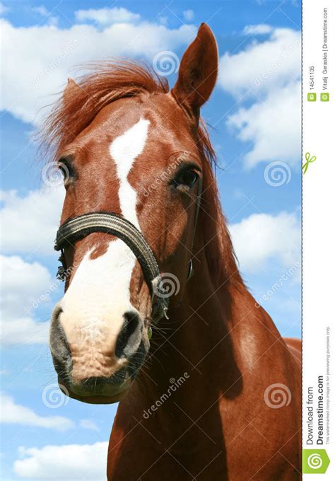 het portret van het paard stock afbeelding afbeelding