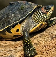 Afbeeldingsresultaten voor Indische dakschildpad. Grootte: 183 x 178. Bron: www.pinterest.com.mx
