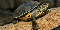 Afbeeldingsresultaten voor Indische dakschildpad. Grootte: 203 x 103. Bron: petspare.com