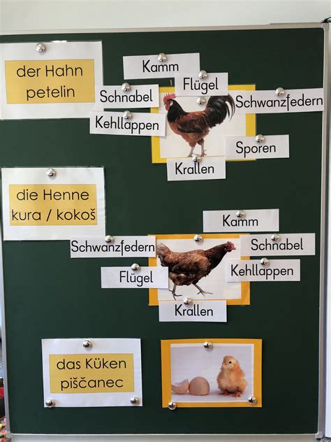 sachunterricht spoznavanje okolja volksschule