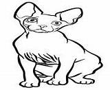 Cat Coloring Pages Printable Sphynx sketch template