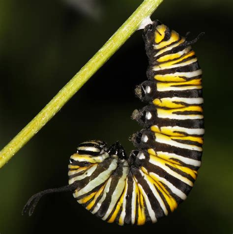 nature monarch caterpillar prepares   chrysalis