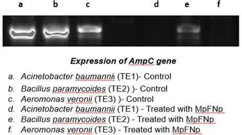 expression  ampc gene analysis  abc depicts  expression  scientific