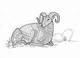 Sheep Bighorn Coloring Pages Search Again Bar Case Looking Don Print Use Find sketch template