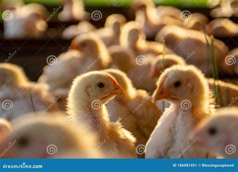 Broiler Chicken At Sunset In The Pasture Stock Image Image Of