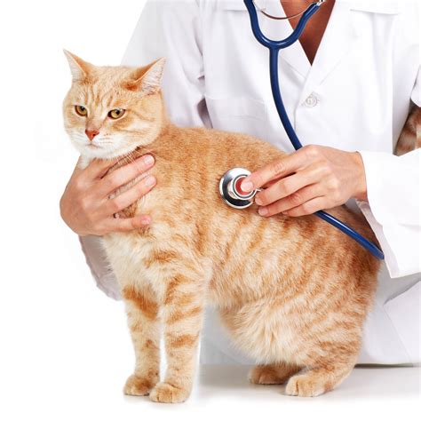 cats veterinary care cat meme stock pictures