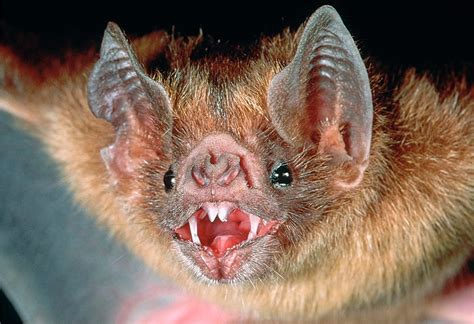 vampire bats   targeted   vampire bats study confirms
