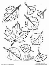 Coloring Pages Fall Leaves Autumn Kids Thanksgiving Leaf Maple Sugar Tree Disney Printable Year Drawing Preschool Color Sheets Crayola Old sketch template