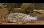 Afbeeldingsresultaten voor Leiopotherapon unicolor. Grootte: 169 x 106. Bron: fishesofaustralia.net.au