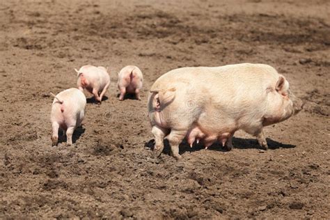family  pigs stock image image   cute domestic