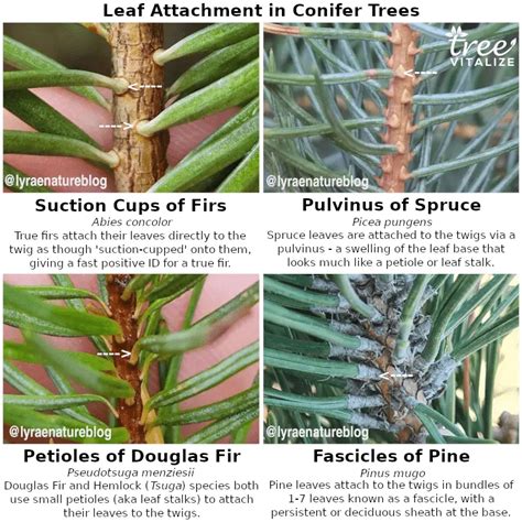 types  fir trees  identifying features