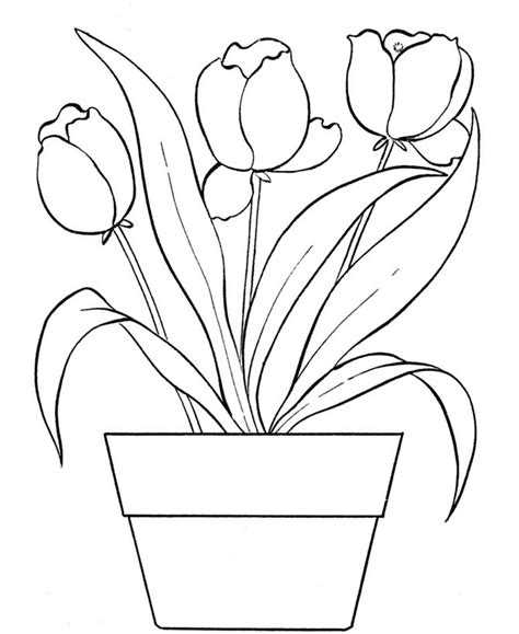tulip coloring pages  printable tulip coloring pages