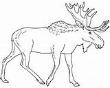 Moose Coloring Pages Elk Drawing Walking Alone Color Head Outline Printable Line Kidsplaycolor Christmas Kids Kleurplaat Eland Hunting Sheet Getcolorings sketch template