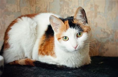 calico cat google search calico cat tortoiseshell tabby warrior cat