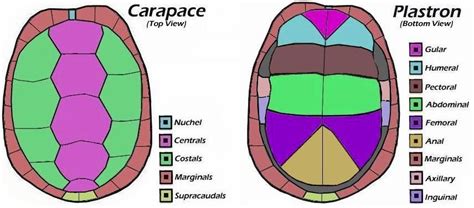 image result  carapace turtle turtle marine biology fierce animals