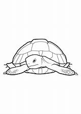 Tortue Tortoise Tortues Coloriages Album sketch template
